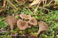 Arrhenia rickenii-amf1363